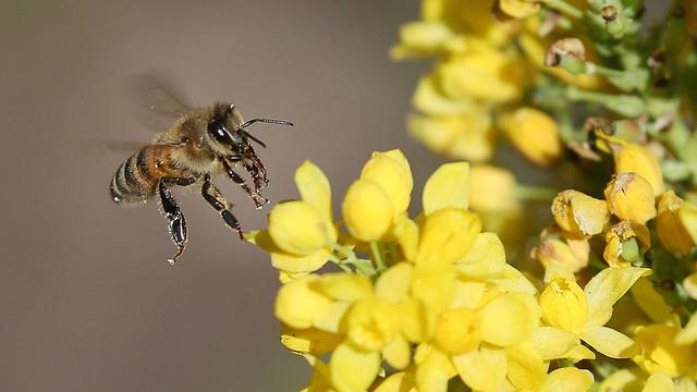 Bienenschutz: Imker vier Jahre nach Volksbegehren: durchwachsene Bilanz