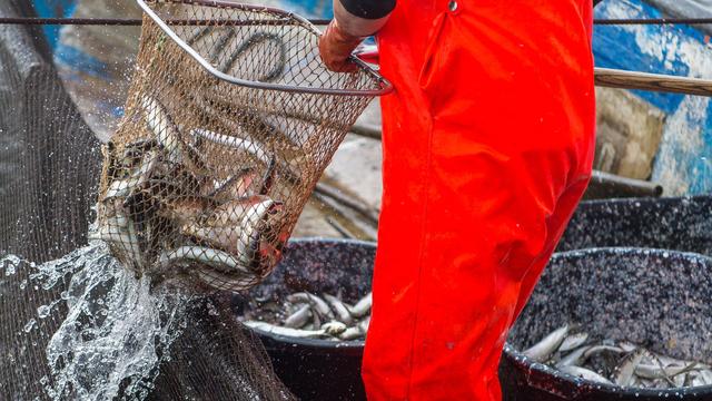 Meer: WWF: Zustand der Fischbestände in Nord- und Ostsee schlecht