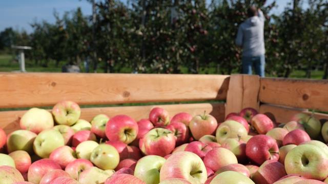 Agrar: Apfelernte in MV gestartet: Geringere Erträge erwartet
