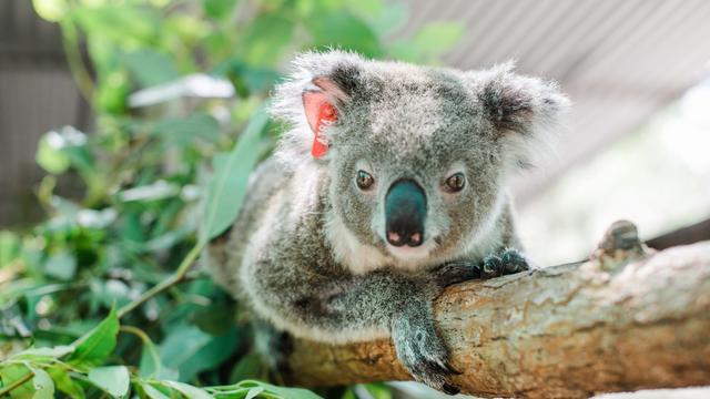 Klima: Koala-Brandopfer Ember wird wieder Mutter