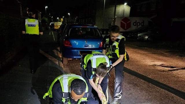 England: Polizei fängt 3,6 Meter langen Python auf der Straße ein