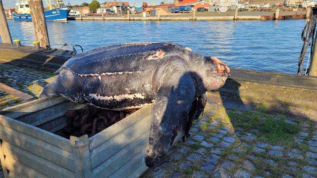 Tiere: Tonnenleger birgt tote Lederschildkröte aus Nordsee 