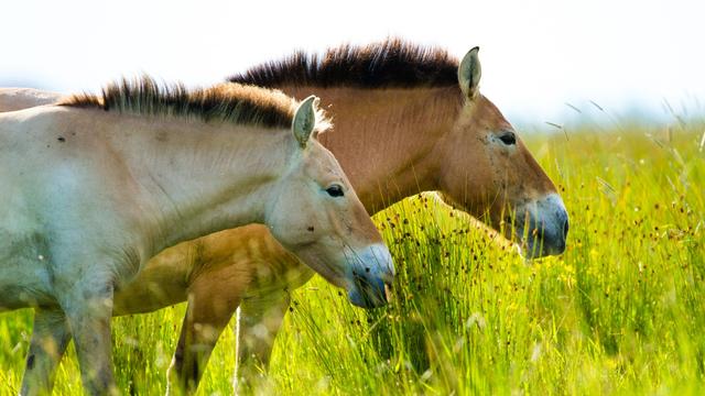 Tiere: Forscher enträtseln Familienleben der Przewalski-Pferde