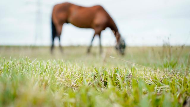 Tiere: Zwei Pferde in Bremen auf einer Weide verletzt
