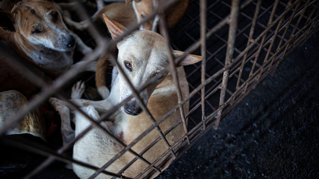 Pasar Ekstrim Tomohon: Daging Anjing: Indonesia menentang kekejaman terhadap hewan