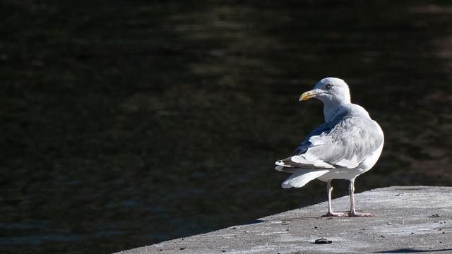 Tiere: Möwen in Berlin - Wie der Küstenvogel in die Hauptstadt kam