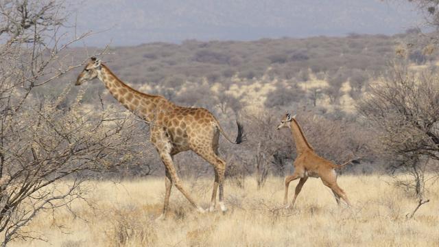 Tiere: Seltenes Giraffenbaby ohne Flecken in Namibia gesichtet