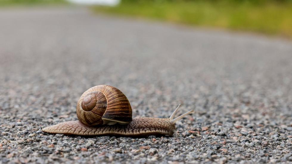 Agrar: Schweizer Parlament will Schnecken als Nutztiere anerkennen ...