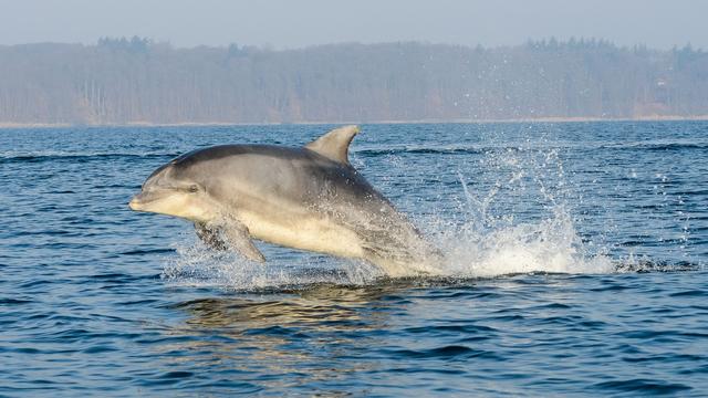 Tiere: Erneut Delfin-Besuch in Travemünde: Tier-Identität unklar