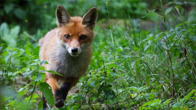 RietschenRietschen: Fuchs verirrt sich in Haus in der Oberlausitz