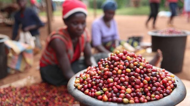 Umwelt: Sensible Bohne: Klimawandel bereitet Kaffeeindustrie Sorgen