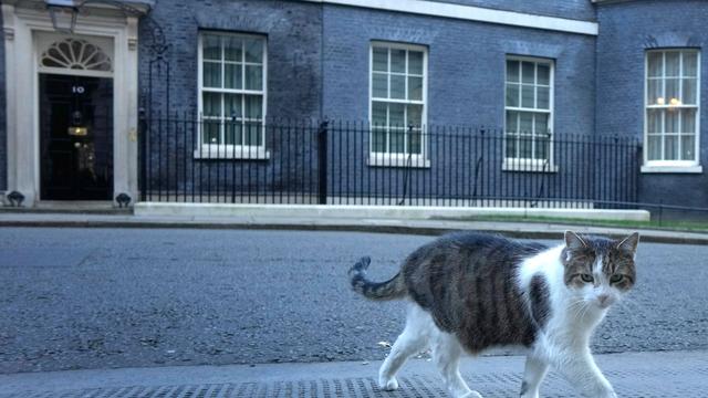 Großbritannien: Downing Street dementiert Gerüchte über Kater Larry