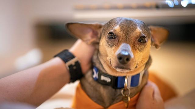 Prozess: Gericht: Hundesteuer gilt auch für Therapiehunde