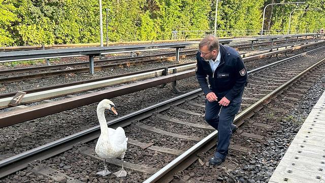 Kurioses: Schwan legt Hamburger U-Bahnlinie lahm: Schwanenvater rettet