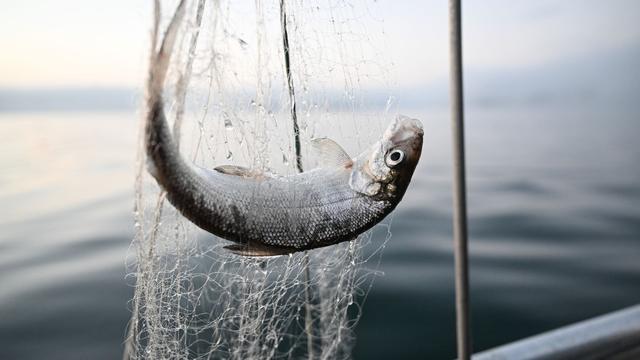 Fischerei: Forschungsstelle hofft auf Kehrtwende mit Felchenfangverbot 