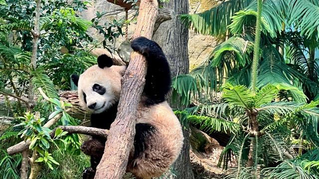 Tiere: Singapur sagt kleinem Panda Lebewohl