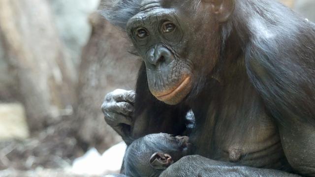 Tiere: Bonobo im Frankfurter Zoo geboren