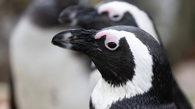 Tiere: Südafrika statt Südamerika: Wieder Pinguine in der Lausitz