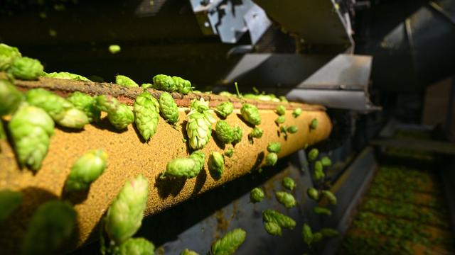 Studie: Klimawandel schmälert Ernte von Bier-Grundstoff Hopfen 