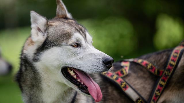 Sport: Hunderte Schlittenhunde bei Weltmeisterschaft erwartet