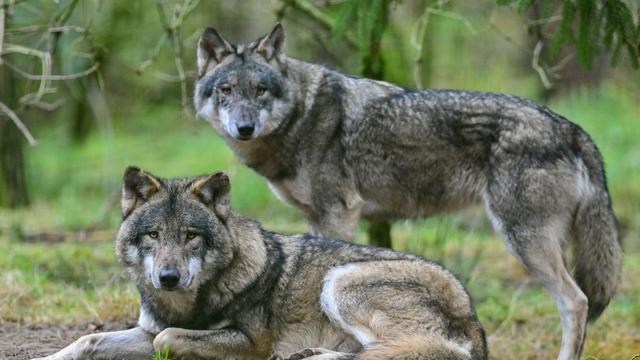Tiere: Zwei neue Wölfe in Wildgehege im Nationalpark