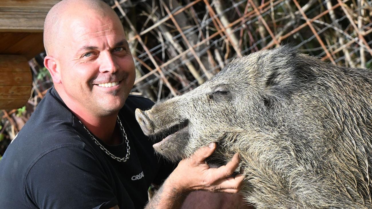 Tiere: Ein Wildschwein als Haustier | DIE ZEIT