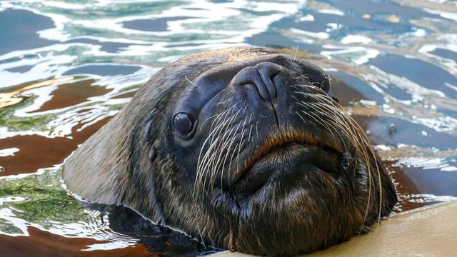 Tiere: Heidelberger Zoo trauert um Robbenbulle Atos 