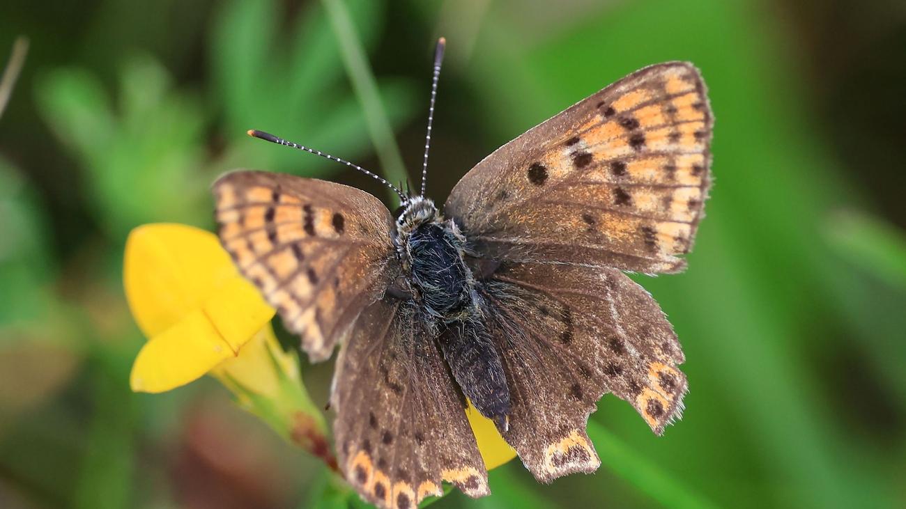 Naturschutz Neue Rote Liste für Schmetterlinge 31 Arten ausgestorben