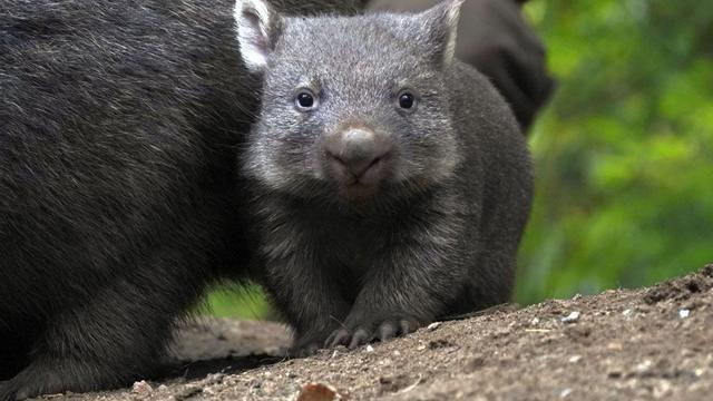 Tiere: Raus aus Beutel: Wombat-Nachwuchs zeigt sich im Zoo Hannover