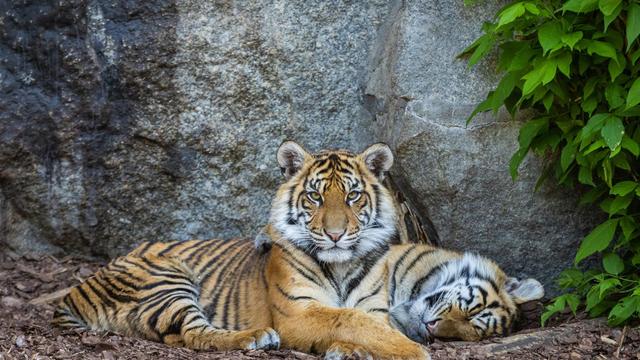 Erhaltungszucht: Zwei Sumatra-Tiger vom Tierpark in den Zoo Berlin umgezogen