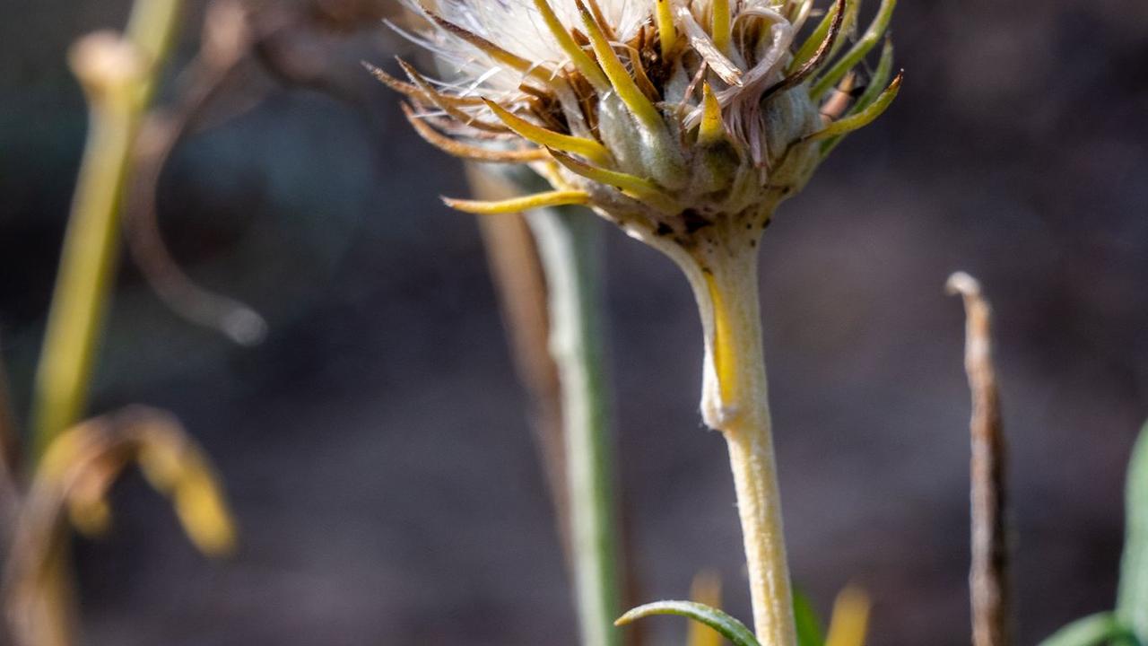 Natur: Rote Liste: Drittel der Farn- und Bltenpflanzen gefhrdet | DIE ZEIT
