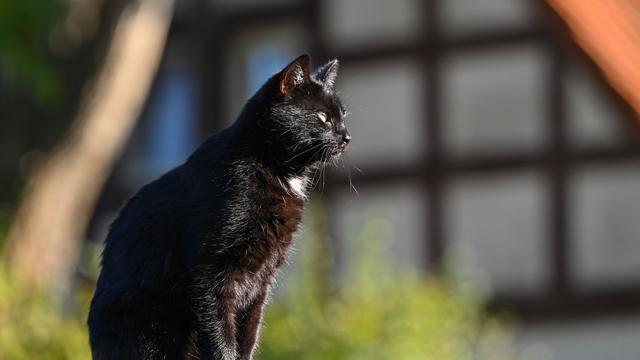 Kommunen: Tierschützer fordern Kastrationspflicht für Katzen