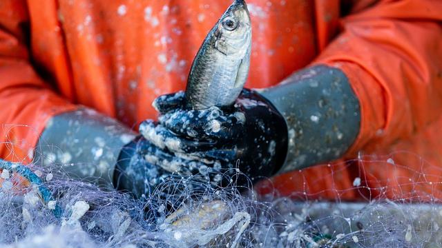 Fischerei: Mehr Einschränkungen für deutsche Ostseefischer möglich