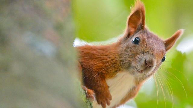 Feuerwehreinsatz: Eingeschlossenes Eichhörnchen aus Café befreit