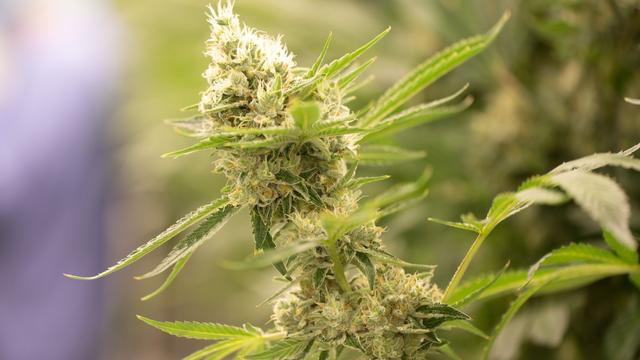 Festnahme: Polizei entdeckt illegale Cannabisplantage in Scheune