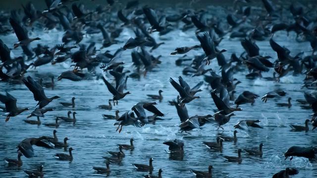 Natur: Vogelzug im Biosphärenreservat Drömling in vollem Gange