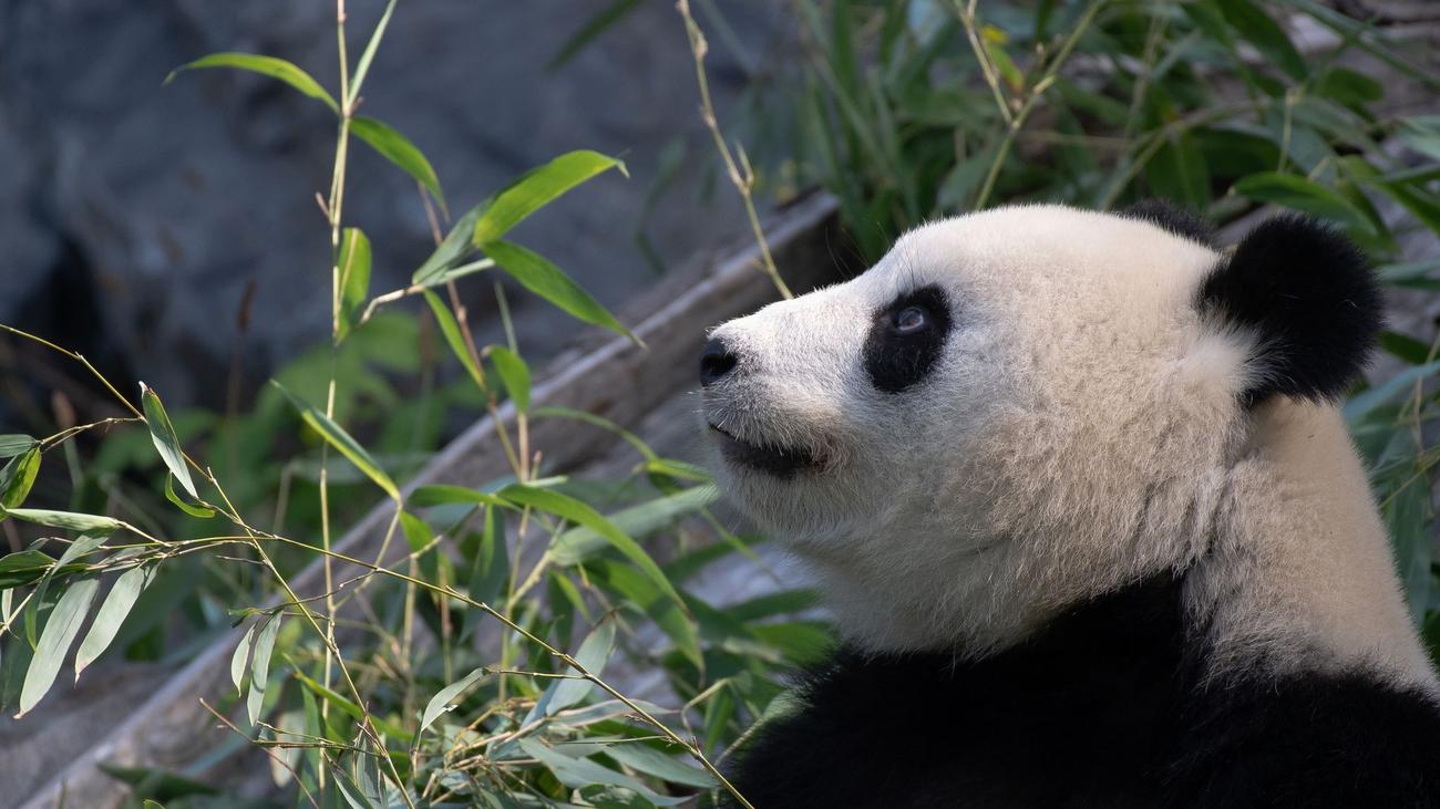 Zoo: Berlin kann auf neuen Panda-Nachwuchs hoffen | DIE ZEIT