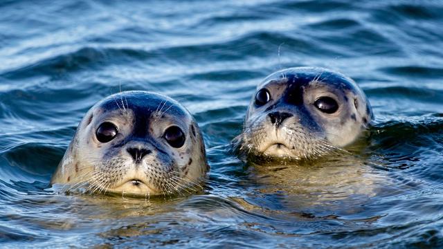 Negativtrend: Weniger Seehunde im Wattenmeer gezählt 
