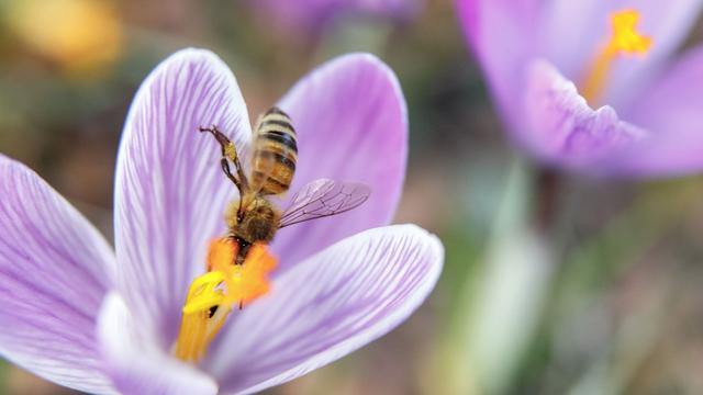 Natur: Klimawandel: Weniger Insekten bei frühem Frühlingserwachen