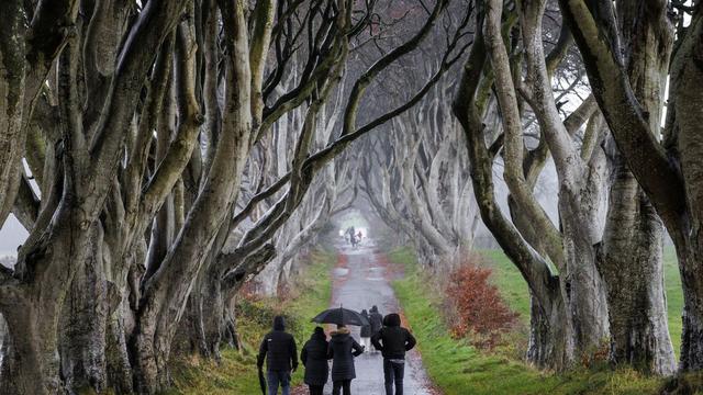 Nordirland: Sechs Buchen in «Game of Thrones»-Allee werden gefällt