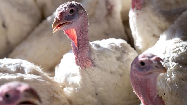 Tiere: Vogelgrippe in Geflügelhöfen von Deutschland und Dänemark