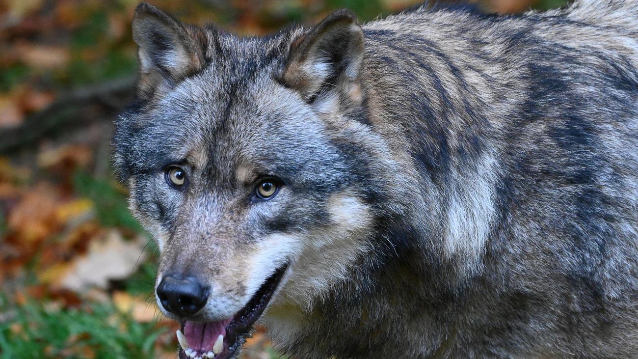 Ministère de l’Environnement : l’État veut mettre en place un tir rapide sur les loups problématiques