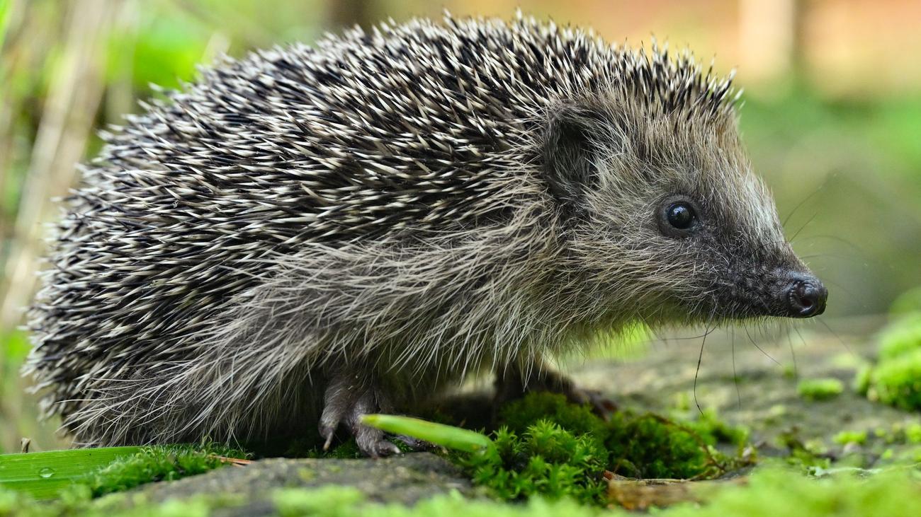 Auszeichnungen Deutsche Wildtierstiftung Igel ist Tier des Jahres