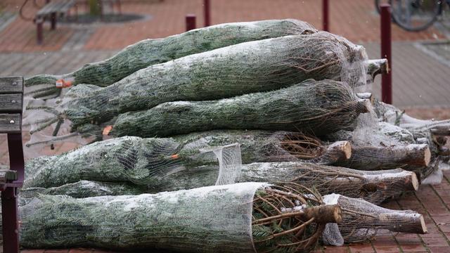 Verkaufsgelände: 50 Weihnachtsbäume in Greifswald gestohlen
