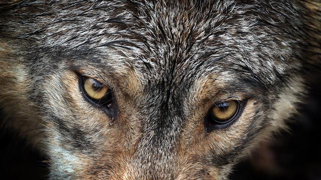 Gesellschaft: Wer hat Angst vorm bösen Wolf? Laut Umfrage nicht so viele