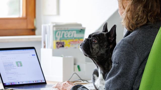 Arbeit & Tiere: Mitarbeitende auf vier Beinen - mehr Bürohunde seit Corona