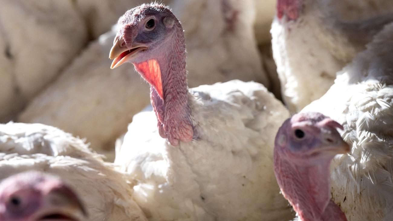 Maladies : de nouvelles épidémies de grippe aviaire dans les élevages
