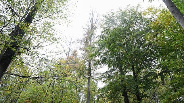 Hochwasser: Regen lässt Pegelstände im Thüringer Wald steigen