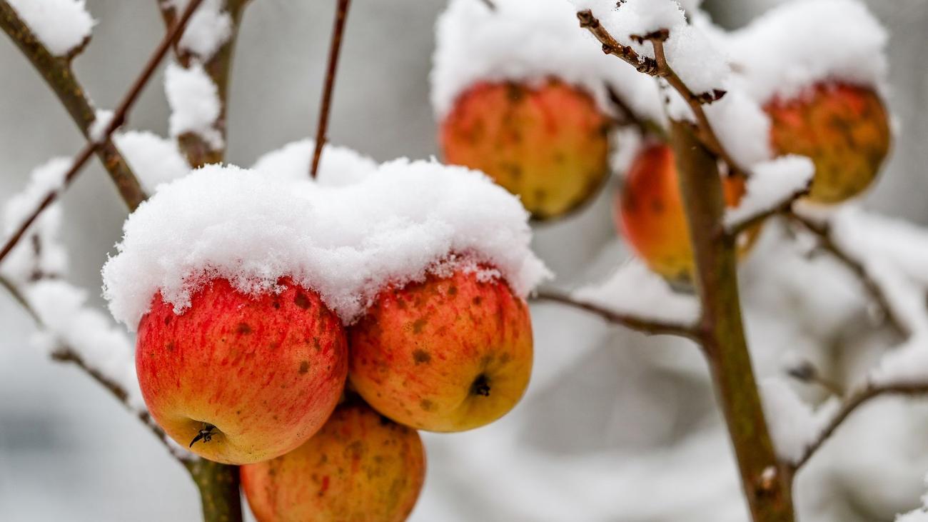 Winterwetter: Schnee Und Zwischendurch Sonne In Sachsen-Anhalt | ZEIT ...