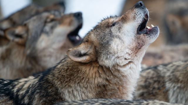 Landesamt für Umweltschutz: Drei tote Wölfe in Sachsen-Anhalt gefunden